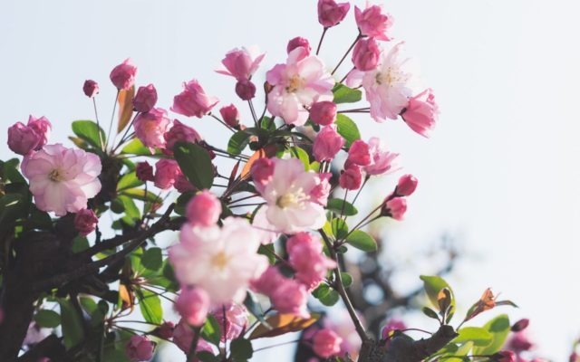 Sell My Property – Five Reasons Why Springtime is The Best Time