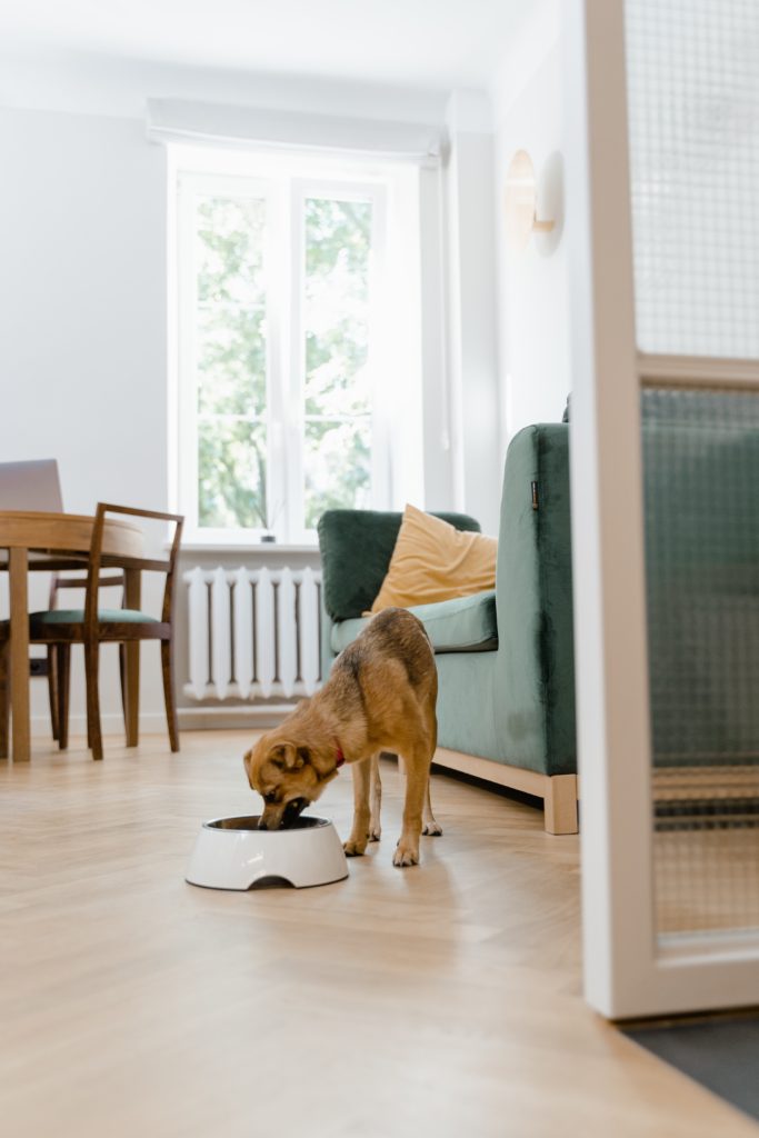 Pets allowed in private rental accommodation